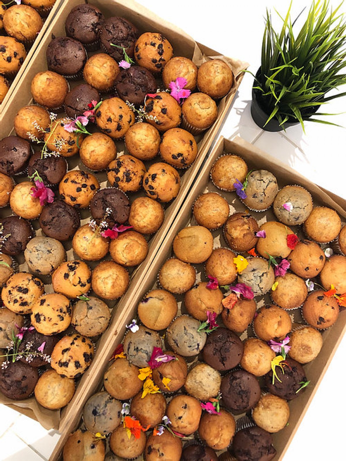 Muffins Assorted Mini size